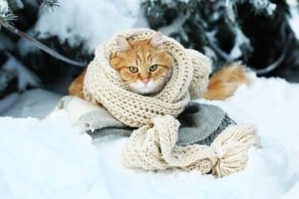 Chat portant écharpe en laine au milieu de la neige