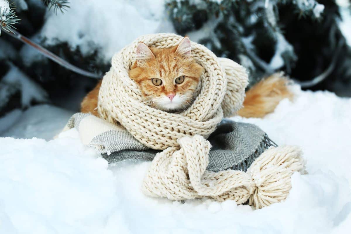 Chat portant écharpe en laine au milieu de la neige